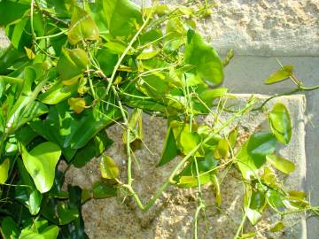 Fotografia da espécie Smilax aspera