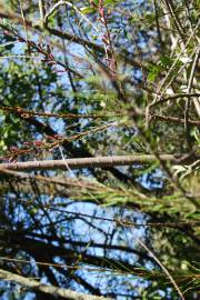 Fotografia da espécie Tamarix africana