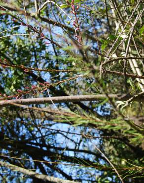 Fotografia 1 da espécie Tamarix africana no Jardim Botânico UTAD