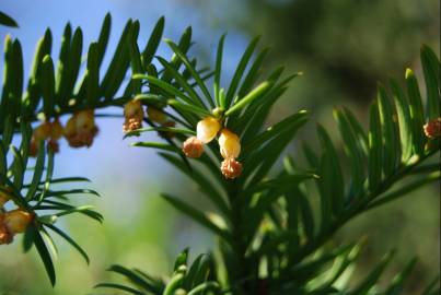 Fotografia da espécie Taxus baccata