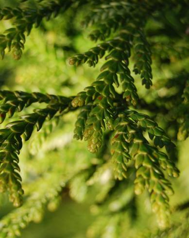 Fotografia de capa Thujopsis dolobrata - do Jardim Botânico