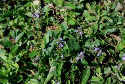 Fotografia da espécie Veronica officinalis