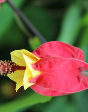 Fotografia 3 da espécie Abutilon megapotamicum var. kentish-belle no Jardim Botânico UTAD