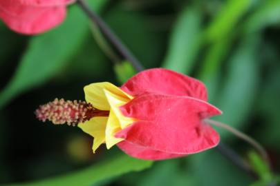 Fotografia da espécie Abutilon megapotamicum var. kentish-belle