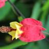 Fotografia 3 da espécie Abutilon megapotamicum var. kentish-belle do Jardim Botânico UTAD