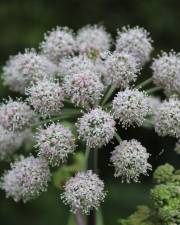 Fotografia da espécie Angelica sylvestris