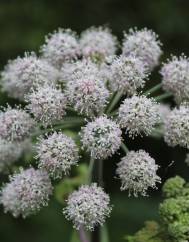 Angelica sylvestris