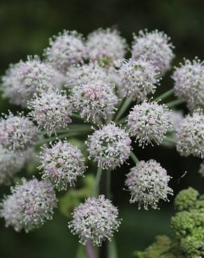 Fotografia 1 da espécie Angelica sylvestris no Jardim Botânico UTAD