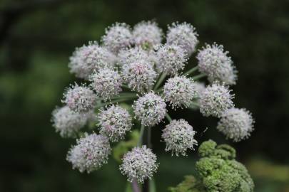 Fotografia da espécie Angelica sylvestris