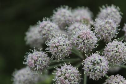 Fotografia da espécie Angelica sylvestris