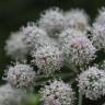 Fotografia 3 da espécie Angelica sylvestris do Jardim Botânico UTAD