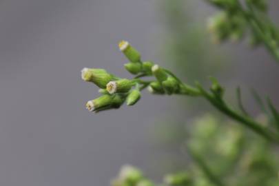 Fotografia da espécie Erigeron sumatrensis