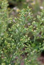 Fotografia da espécie Erigeron sumatrensis