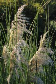 Fotografia da espécie Cortaderia selloana