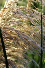 Fotografia da espécie Cortaderia selloana