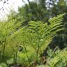 Fotografia 3 da espécie Davallia canariensis do Jardim Botânico UTAD