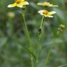 Fotografia 3 da espécie Bidens aurea do Jardim Botânico UTAD