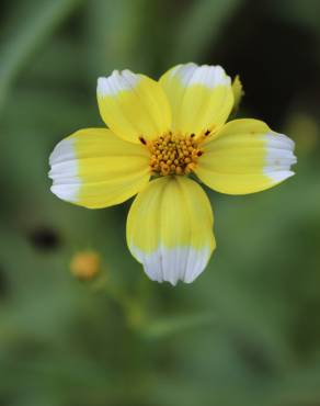 Fotografia 1 da espécie Bidens aurea no Jardim Botânico UTAD