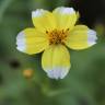 Fotografia 1 da espécie Bidens aurea do Jardim Botânico UTAD