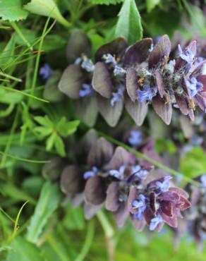 Fotografia 3 da espécie Ajuga pyramidalis subesp. meonantha no Jardim Botânico UTAD