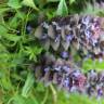 Fotografia 3 da espécie Ajuga pyramidalis subesp. meonantha do Jardim Botânico UTAD