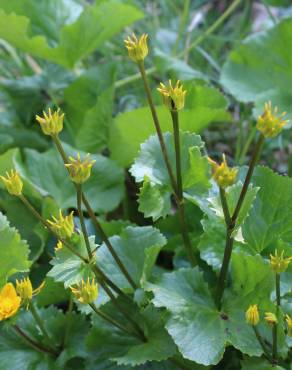 Fotografia 4 da espécie Caltha palustris no Jardim Botânico UTAD