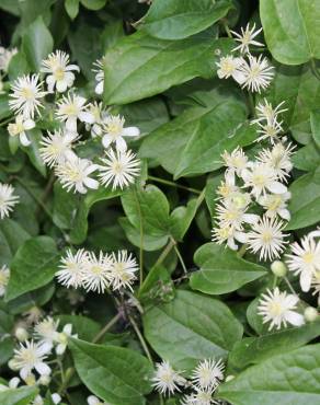 Fotografia 5 da espécie Clematis vitalba no Jardim Botânico UTAD