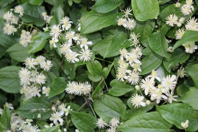 Fotografia da espécie Clematis vitalba