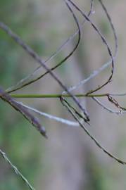 Fotografia da espécie Digitaria debilis