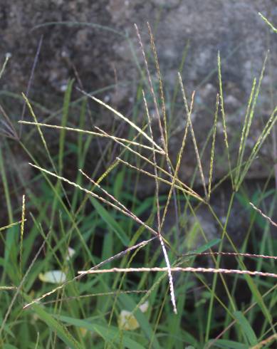 Fotografia de capa Digitaria debilis - do Jardim Botânico