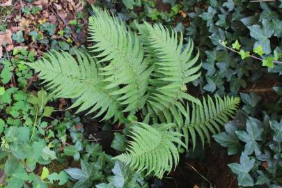 Fotografia da espécie Dryopteris filix-mas