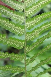 Fotografia da espécie Dryopteris filix-mas