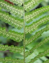 Dryopteris filix-mas