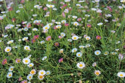Fotografia da espécie Erigeron karvinskianus
