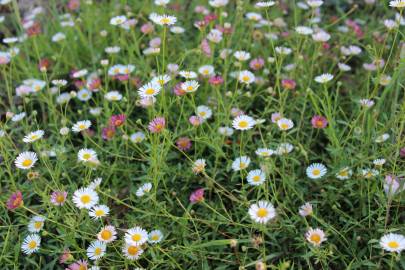 Fotografia da espécie Erigeron karvinskianus