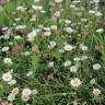 Fotografia 4 da espécie Erigeron karvinskianus do Jardim Botânico UTAD