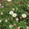 Fotografia 5 da espécie Erigeron karvinskianus do Jardim Botânico UTAD