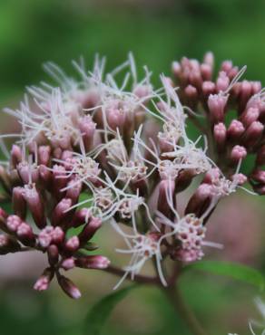 Fotografia 4 da espécie Eupatorium cannabinum subesp. cannabinum no Jardim Botânico UTAD