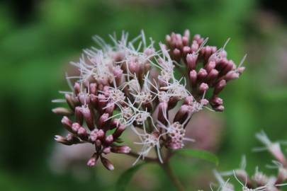 Fotografia da espécie Eupatorium cannabinum subesp. cannabinum