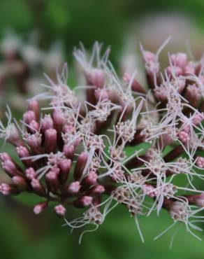 Fotografia 5 da espécie Eupatorium cannabinum subesp. cannabinum no Jardim Botânico UTAD