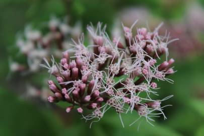 Fotografia da espécie Eupatorium cannabinum subesp. cannabinum