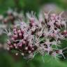 Fotografia 5 da espécie Eupatorium cannabinum subesp. cannabinum do Jardim Botânico UTAD