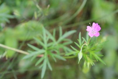 Fotografia da espécie Geranium columbinum