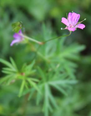 Fotografia 3 da espécie Geranium columbinum no Jardim Botânico UTAD