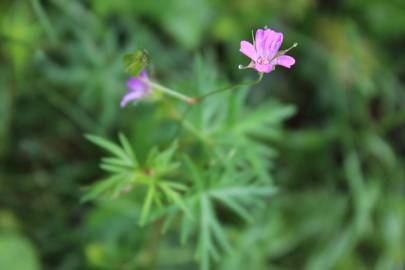 Fotografia da espécie Geranium columbinum