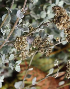 Fotografia 3 da espécie Helichrysum petiolare no Jardim Botânico UTAD