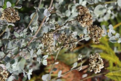 Fotografia da espécie Helichrysum petiolare