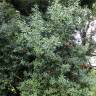 Fotografia 5 da espécie Laurus nobilis do Jardim Botânico UTAD