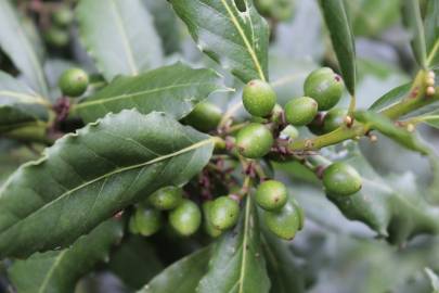 Fotografia da espécie Laurus nobilis