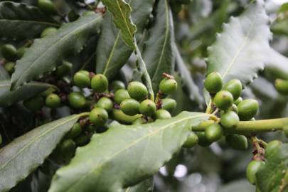 Fotografia da espécie Laurus nobilis